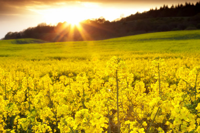 榨油機都能榨哪些植物油料(圖1)